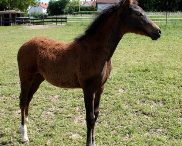 horse Ninifee (German Riding Pony,  , from Nutrix)