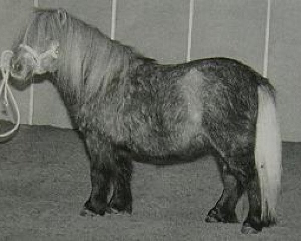 stallion Lay-Out van de Viersprong (Shetland pony (under 87 cm), 1996, from Birling Snow Knight) stallion Lay-Out van de Viersprong (Shetland pony (under 87 cm), 1996, from Birling Snow Knight)
