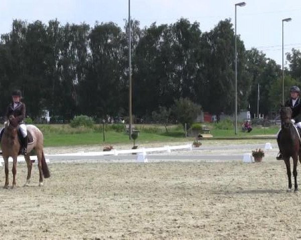 Video of Fs Dave