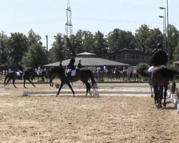 Video of Rimrod, Aurifex, Chelsea 98