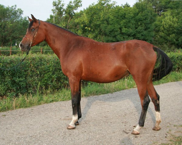 broodmare Veshunia 2004 ox (Arabian purebred, 2004, from Balaton 1982 ox)