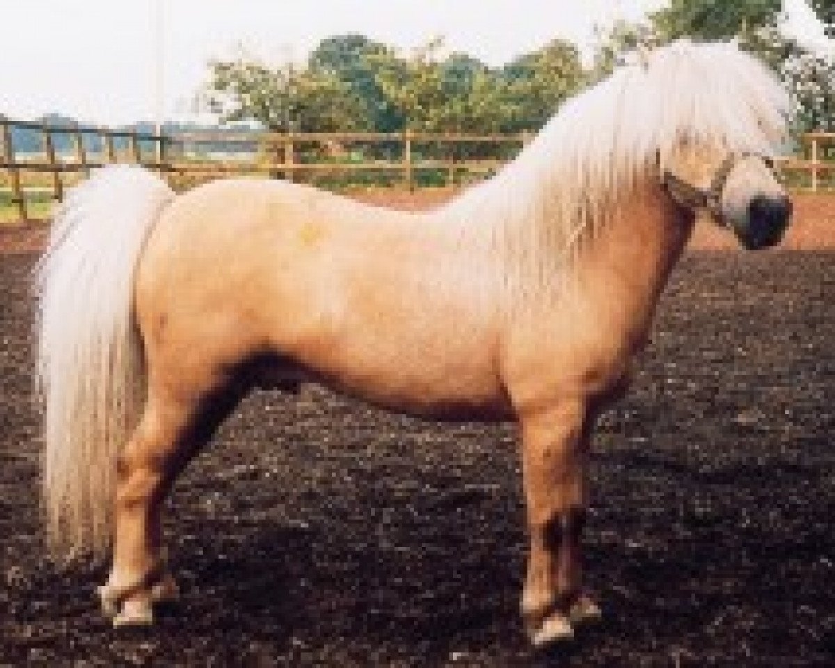 Deckhengst Barflat 20th Century Boy (Shetland Pony (unter 87 cm), 1991, von Barflath Golden Carrisma)
