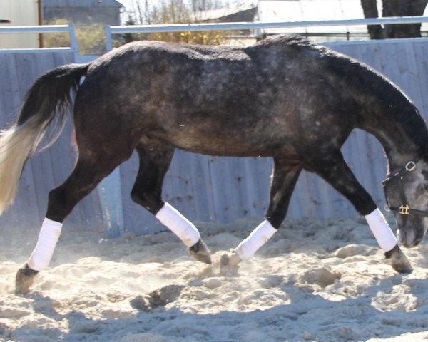 Pferd Ravus (Trakehner, 2009, von Impetus)