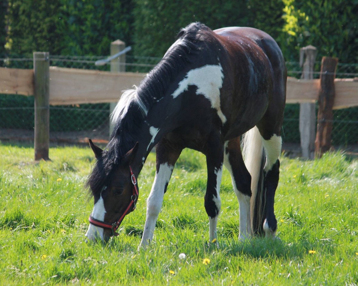 horse Self Esteem (German Warmblood, 2006, from Syltwind 2)