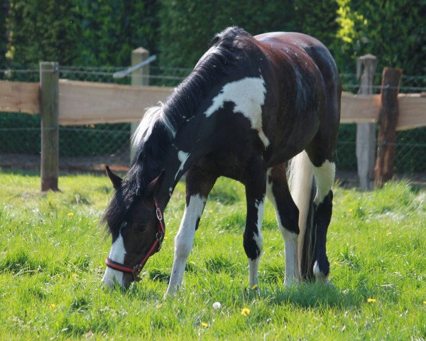 horse Self Esteem (German Warmblood, 2006, from Syltwind 2)