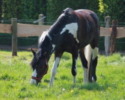 horse Self Esteem (German Warmblood, 2006, from Syltwind 2)