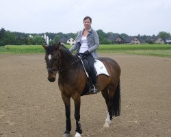 Dressurpferd Aladin 401 (Westfale, 1998)