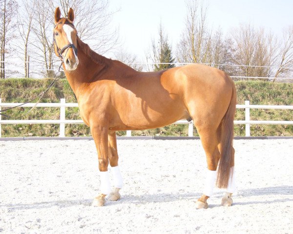 horse Lord London (Hanoverian, 2006, from Locksley I)