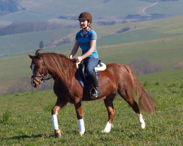 Pferd Brennabor Touch my Heart (Welsh-Cob (Sek. C), 2009, von Trouble's Boy)