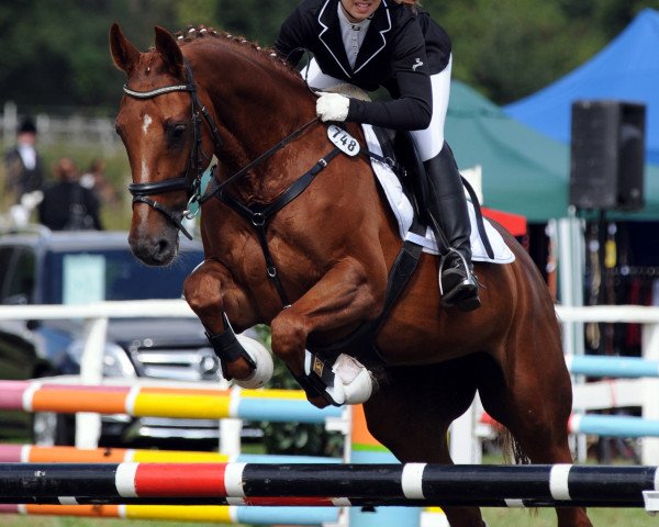 Springpferd Wajkassa (Hannoveraner, 2003, von Worldly I)