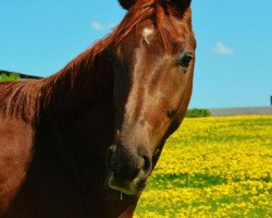 jumper First Smiley (Hanoverian, 2010, from Florestan I)
