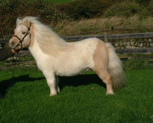 Deckhengst Athelney Pale Magic (Shetland Pony (unter 87 cm), 1995, von Kerswell Firecracker)