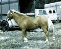 stallion White Lion Golden Drop (Shetland pony (under 87 cm), 1966, from Rayon d'Ore)