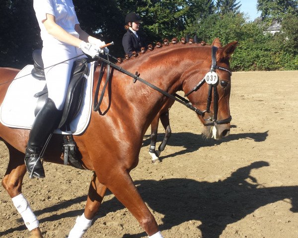Dressurpferd Romelia 2 (Hannoveraner, 2008, von Rascalino)