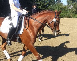 dressage horse Romelia 2 (Hanoverian, 2008, from Rascalino)