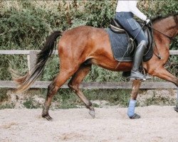horse Top die Wette gilt (German Riding Pony, 2018, from Tropenwind)