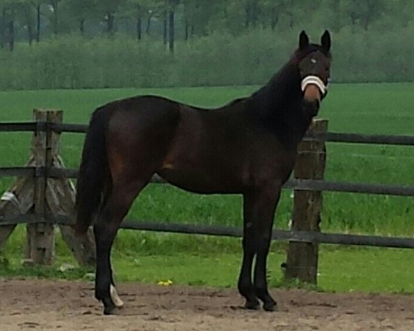 Pferd Million Dollar Baby (Oldenburger Springpferd, 2013, von Monte Cain)