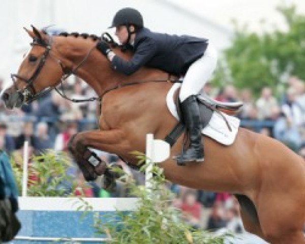 broodmare MCB Abrisca (Bavarian, 1994, from Lordron B) broodmare MCB Abrisca (Bavarian, 1994, from Lordron B)
