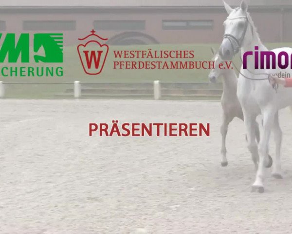 Stuten- und Fohlenschau in Brakel am 08.07.2014
