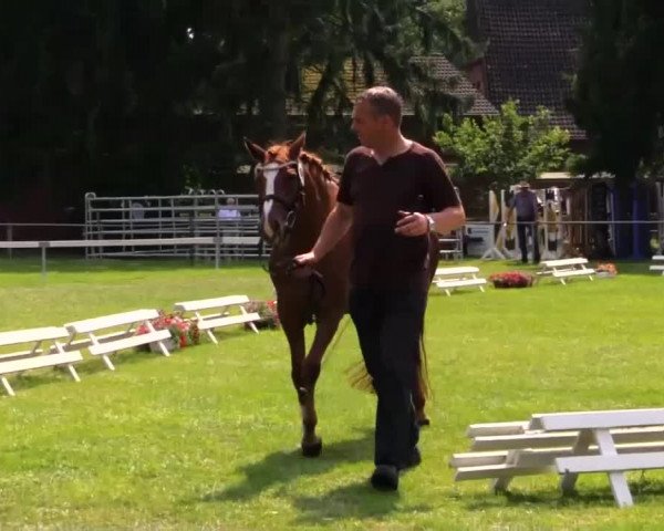 Stuten- und Fohlenschau in Rheine am 11.07.2014