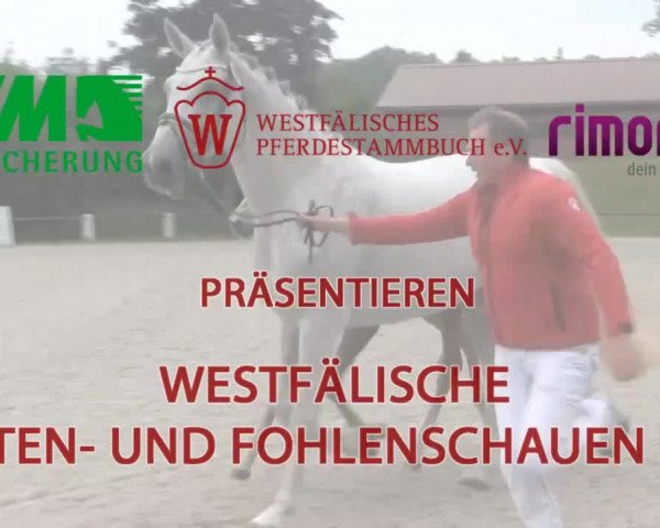 Stuten- und Fohlenschau in Brakel am 08.07.2014