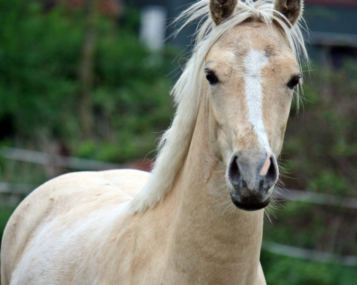 Caballo de salto Donnerschein (Poni de Monta Alemán, 2012, de Diego P)