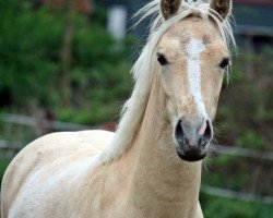 jumper Duffy's Golden Dream (German Riding Pony, 2012, from Diego P)