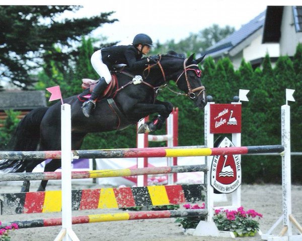 Springpferd Landega (Westfale, 2001, von Lamerto H)
