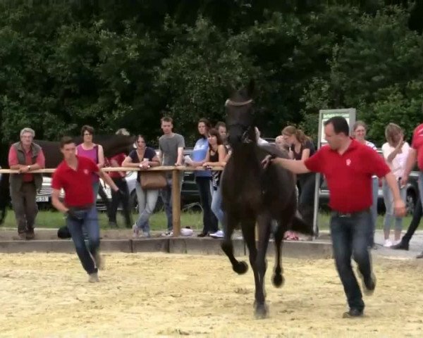 Stuten- und Fohlenschau Marl am 06.07.2014