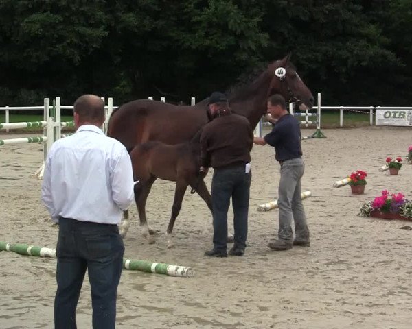 Stuten- und Fohlenschau in Brakel am 08.07.2014