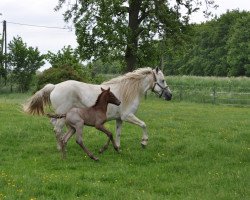 Dressurpferd Danaé du Issel (Camargue-Pferd, 2013, von Jauvas)
