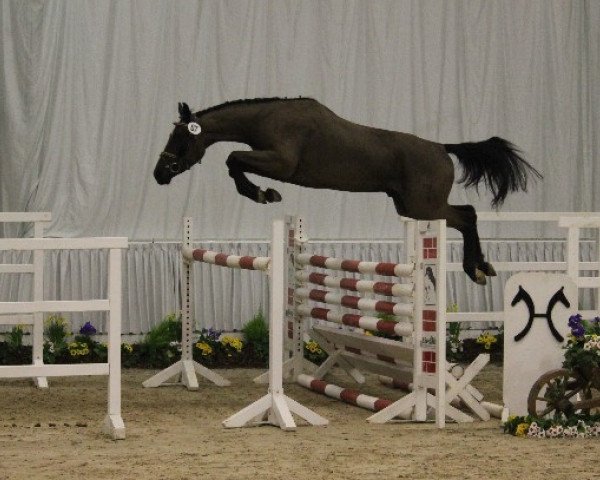 Springpferd Escando S (Hannoveraner, 2011, von Escudo I)