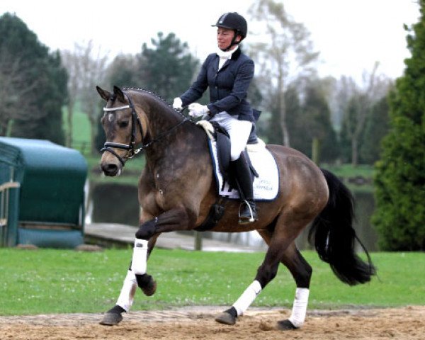 jumper Steendieks Chaccomo (German Riding Pony, 2010, from FS Chacco Blue)