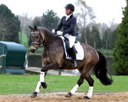jumper Steendieks Chaccomo (German Riding Pony, 2010, from FS Chacco Blue)
