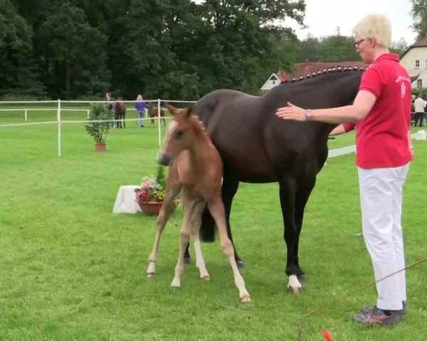 Video of My Cosmostar