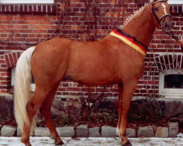 stallion Wolkenwind (German Warmblood, 2003, from Wolkentanz I) stallion Wolkenwind (German Warmblood, 2003, from Wolkentanz I)