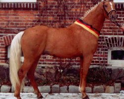 stallion Wolkenwind (German Warmblood, 2003, from Wolkentanz I)