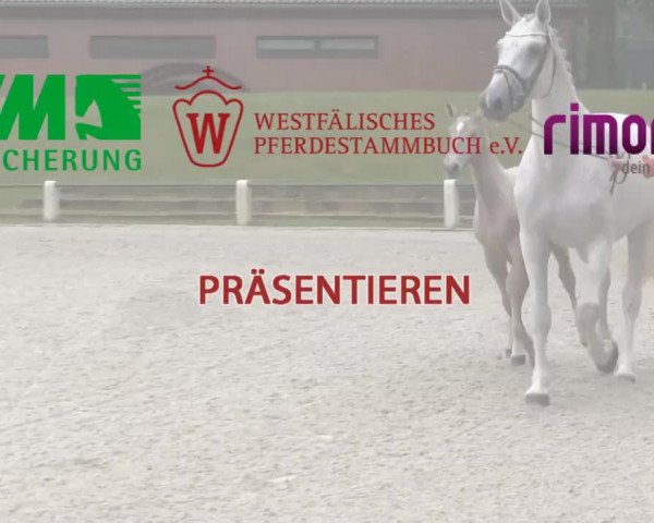 Video of Stute von Tricolore of Chestnut
