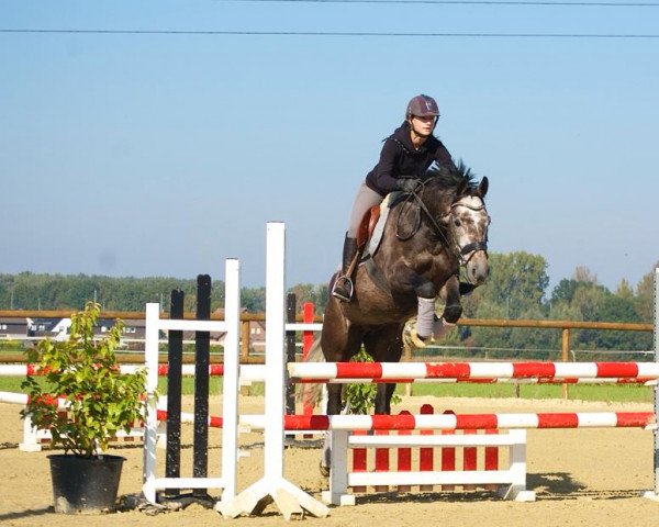 jumper All Eyes On Us (Holsteiner, 2017, from Adagio de Talma) jumper All Eyes On Us (Holsteiner, 2017, from Adagio de Talma)