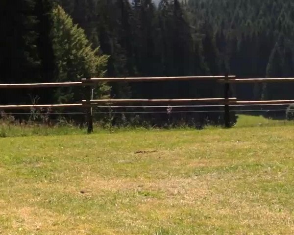 Video of Hajo aus Wittgenstein