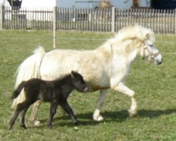 stallion Franzl vom Wertachtal (Dt.Part-bred Shetland pony, 2014, from Fabian) stallion Franzl vom Wertachtal (Dt.Part-bred Shetland pony, 2014, from Fabian)