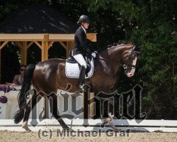 Cavallo Perfect Two Faces Ks (KWPN (Warmblood olandese),  )