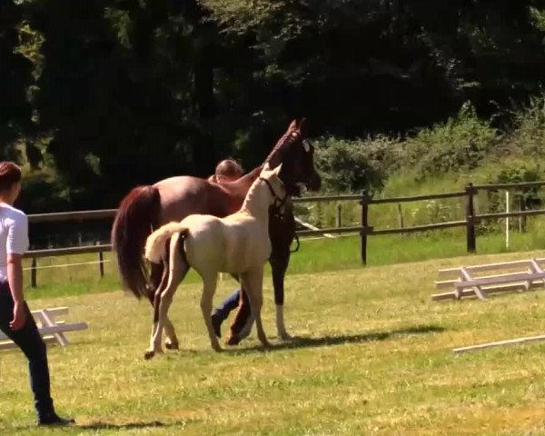 Video of Divina