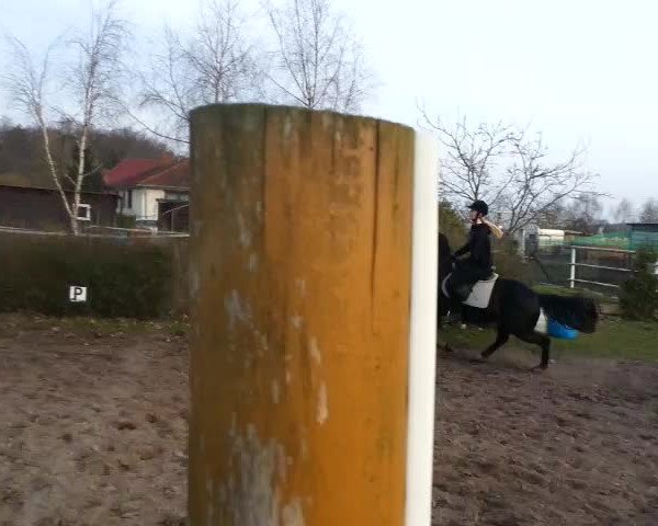 Video von Primus