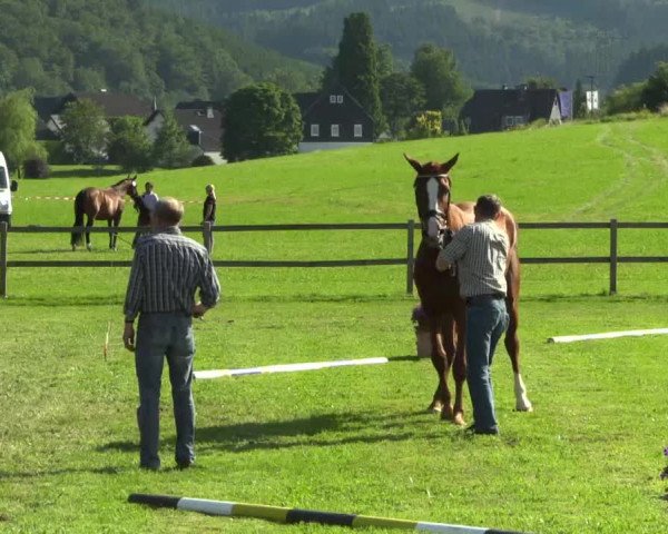 Stuten- und Fohlenschau Attendorn-Niederhelden am 03.07.2014