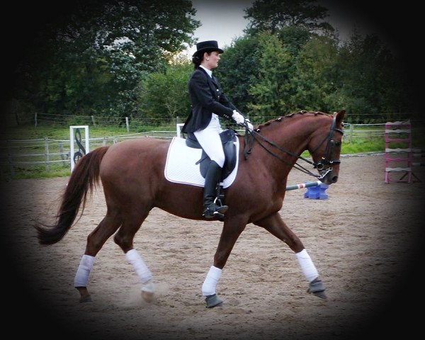 dressage horse Derby's Dandeline (Hanoverian, 2006, from Del Piero)