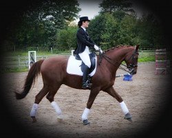 dressage horse Derby's Dandeline (Hanoverian, 2006, from Del Piero)