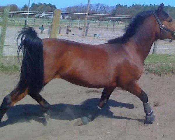 broodmare Lady (German Riding Pony, 1992, from Opal B 70) broodmare Lady (German Riding Pony, 1992, from Opal B 70)
