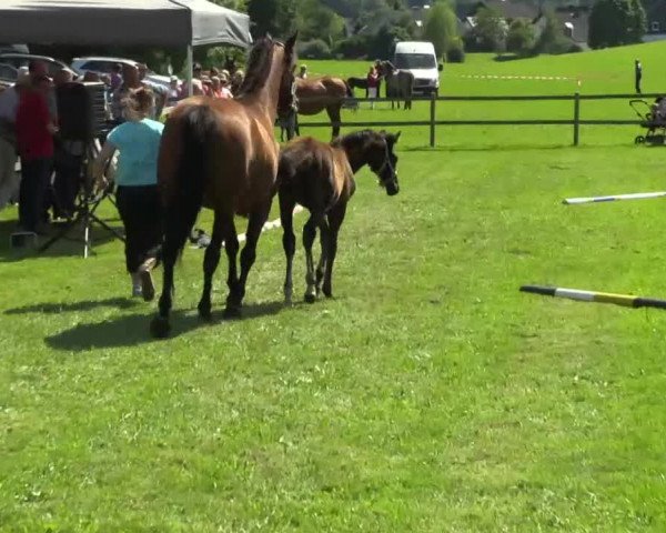 Stuten- und Fohlenschau Attendorn-Niederhelden am 03.07.2014