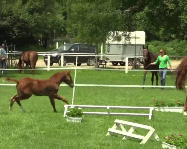  Stuten- und Fohlenschau Heiden am 02.07.2014